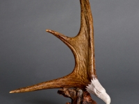 Moose Antler Eagle